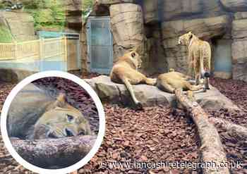 Lancs lion to head up new pride of females after tragic past