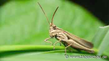 Wie sich Heuschrecken vor Kannibalismus schützen