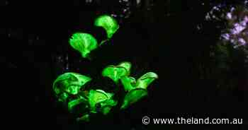 Glowing mushrooms are sprouting across our region - here's why