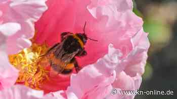 Pfingstmontag 2023: Ist Pfingsten ein Feiertag, welche Bräuche gibt es und wer hat Pfingstferien?