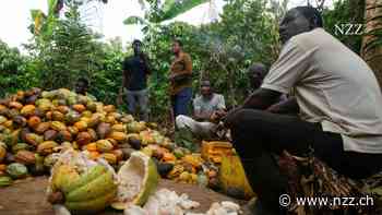 Schokolade aus abgeholzten Wäldern – jede achte Tafel betroffen