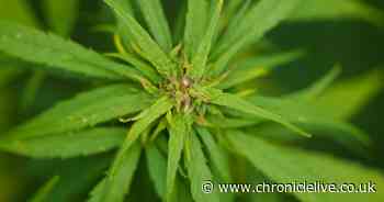 Albanian cannabis farmer behind bars after police find 148 plants at house in Heaton