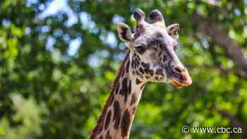 Calgary zoo giraffe dies of broken neck in 'tragic accident'