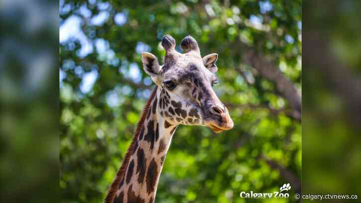 Giraffe at Calgary zoo died from a broken neck, investigation reveals