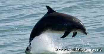 The beautiful creatures you can spot at the beach and off East Yorkshire coast