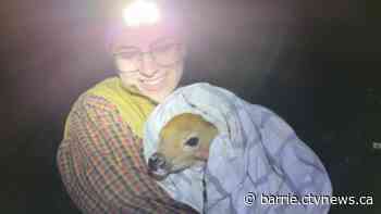 Determined volunteers rescue fawn left orphaned on busy Innisfil road