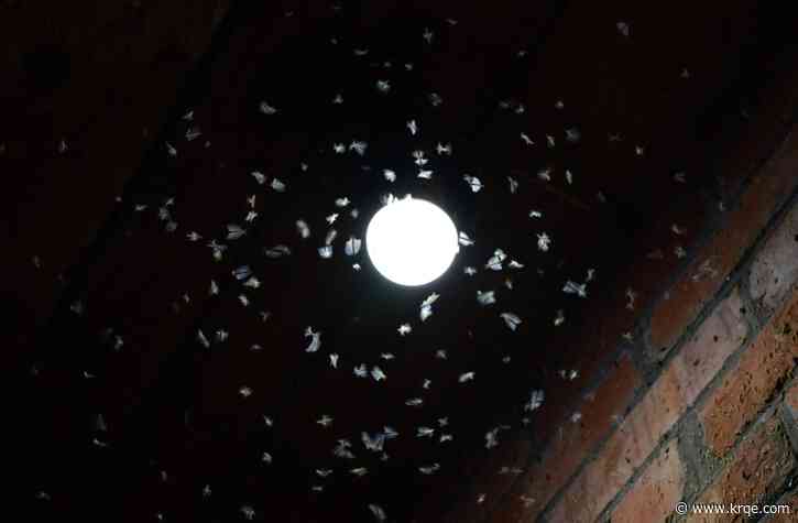 Why are moths and other insects attracted to light?