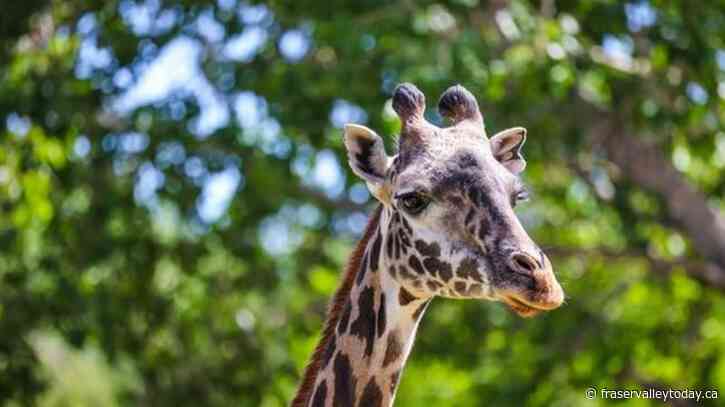 ‘Tragic accident’ blamed for recent death of giraffe at Calgary Zoo