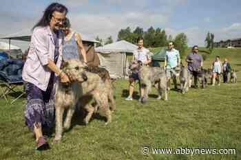 Irish Wolfhounds converge on Mission’s Heritage Park