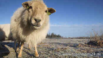 Schafskälte im Juni 2023: Das hat es mit dem Wetterphänomen auf sich