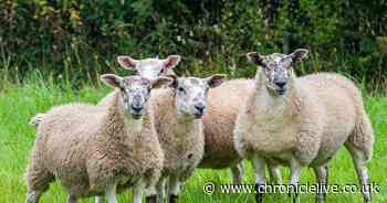 Top UK sheep event returns to Northumberland for first time in 15 years - with events including sheep post-mortem