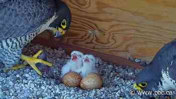Montrealers' favourite falcon family has some new additions