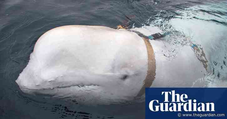 Suspected Russia-trained spy whale reappears off Sweden’s coast