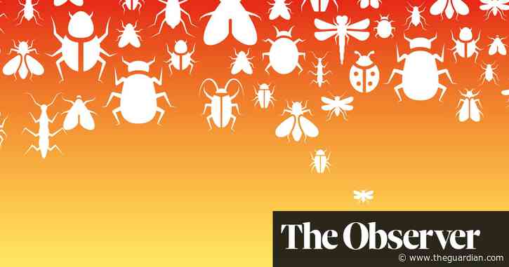 Why the climate crisis is making our insects run for the hills