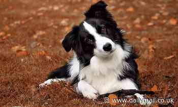 I'm a dog trainer. This is the common one-word command I'd NEVER use