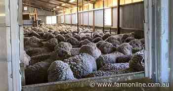 Inadequate facilities and negative workplace culture a concern for wool classers