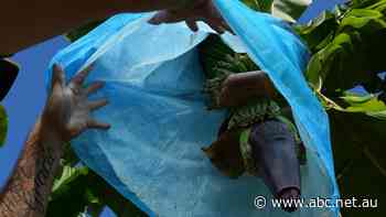 Australia's first plastic credits scheme targets banana industry waste