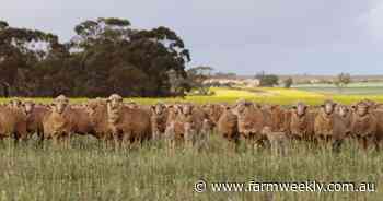 Positive signs for WA sheep and wool