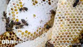 Beekeepers 'run out of equipment' as swarms rise