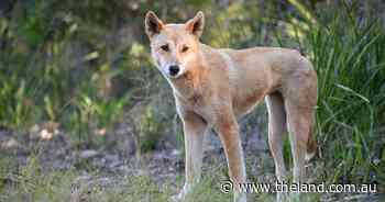 Latest DNA tests show most wild dingoes are pure, not hybrids