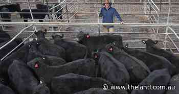 Weaner steers hit a $1250 top at Dubbo