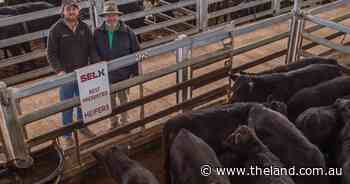 Market back at Yass weaner sale