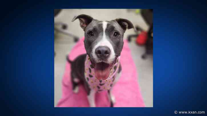 Animal shelters team up to find homes for 300 animals in one week