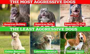 The most AGGRESSIVE dog breeds revealed - so is YOUR pooch on the list? 