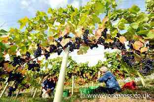 Holme Lea Winery plan opposed by Dunnington Parish Council