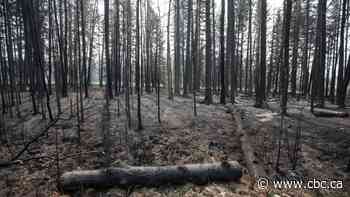 How wildfires are changing in Canada