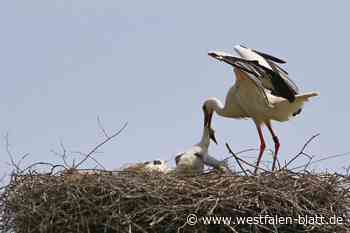 Küken-Drama in Bünde: Vogelvater schmeißt Mini-Storch aus Nest