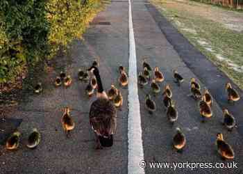 York's Pied Piper of Penleys Grove Street speaks out