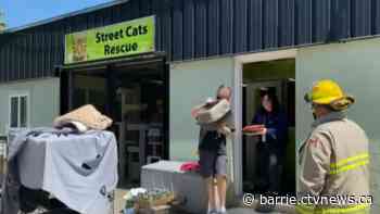 Oro-Medonte cat shelter seeks donations after devastating fire