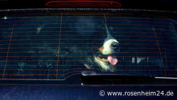Rosenheimer Polizisten retten Hund aus Hitze-Auto: Was der Halterin jetzt droht