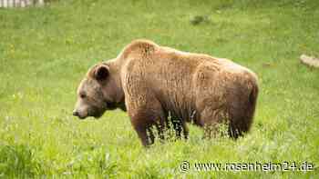 Tote Schafe im Berchtesgadener Land wurden von Bär gerissen