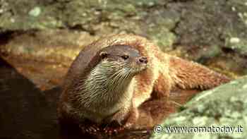 Il ritorno della Lontra: nel Lazio è risalita dal mare