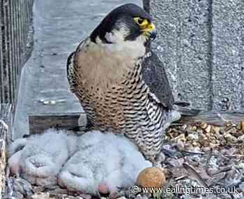 Ealing Hospital welcomes two new peregrine falcons