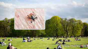 „Eine der höchsten Populationen“: Zeckenbiss-Gefahr so hoch wie selten – auch mitten in München