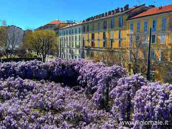 “Il glicine è salvo”. Sala costretto a cedere alle pressioni
