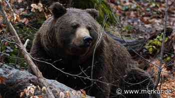 Doch kein Wolf: Tote Schafe im Berchtesgadener Land wurden von Bär gerissen