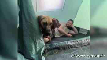 Camping mit Hund: „Wetten, dass er das Zelt bis zum Wochenende abbaut“ – Video geht viral 