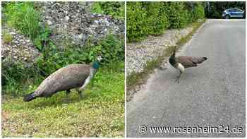 Tierische Verfolgungsjagd durch Surheim - Polizei will wissen: Wem gehört dieser pfiffige Pfau?