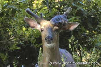 Abnormal growth on Vancouver Island deer likely caused by injury