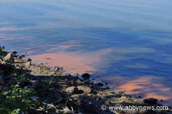 Poisonous algae bloom sparks ban on shellfish harvesting near Victoria