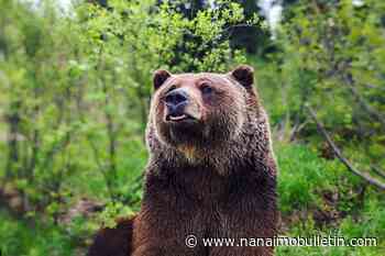 Boo the bear preps for big debut as Kicking Horse Resort opens