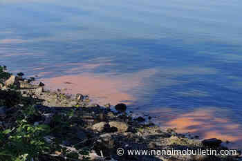 Poisonous algae bloom sparks ban on shellfish harvesting near Victoria