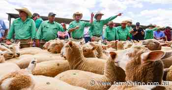 Lamb prices continue to tighten