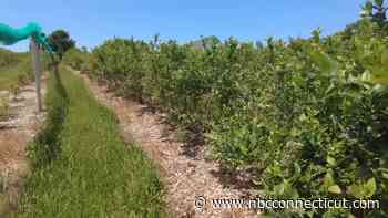 Governor Seeks Agriculture Disaster Declaration From Federal Government