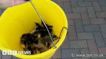 Watch: Ducklings lowered from flats' rooftop in bucket
