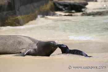 Hawaii Reopens Popular Stretch of Waikiki Beach After Endangered Monk Seal Pup Weans